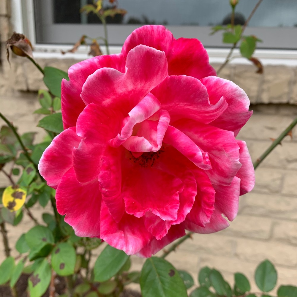 Meet your Posher, Diana